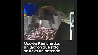 Ladrón pero comedido: captan a un oso robando pescado en Kamchatka