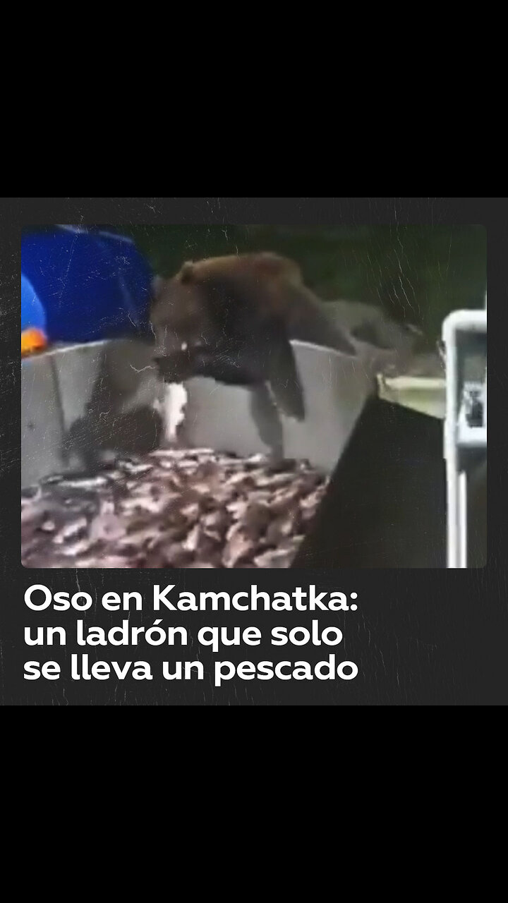 Ladrón pero comedido: captan a un oso robando pescado en Kamchatka