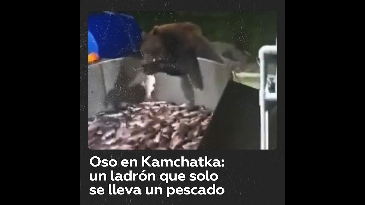 Ladrón pero comedido: captan a un oso robando pescado en Kamchatka