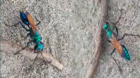 Splendid emerald wasp is coloured insect.