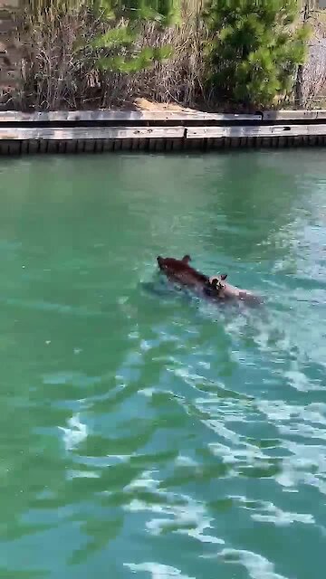 Mother bear rescues her cubs from drowning in Lake Tahoe