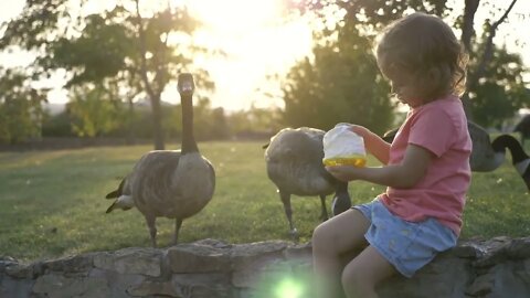 Cute little girl feeding wild geese at green summer meadow96