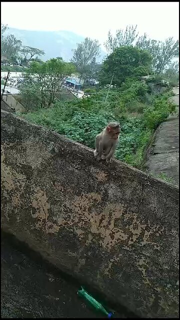 Baby monkey 🐒 in the morning