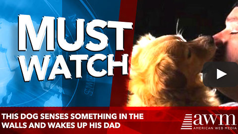 One Late Night, This Dog Senses Something In The Walls And Wakes Up Dad For An Alarming Reason…