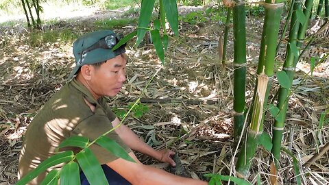 Gặp anh chủ vườn tre lấy măng và mô hình nông nghiệp nhỏ kết hợp