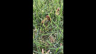 Cicada-killer wasp with prey #1