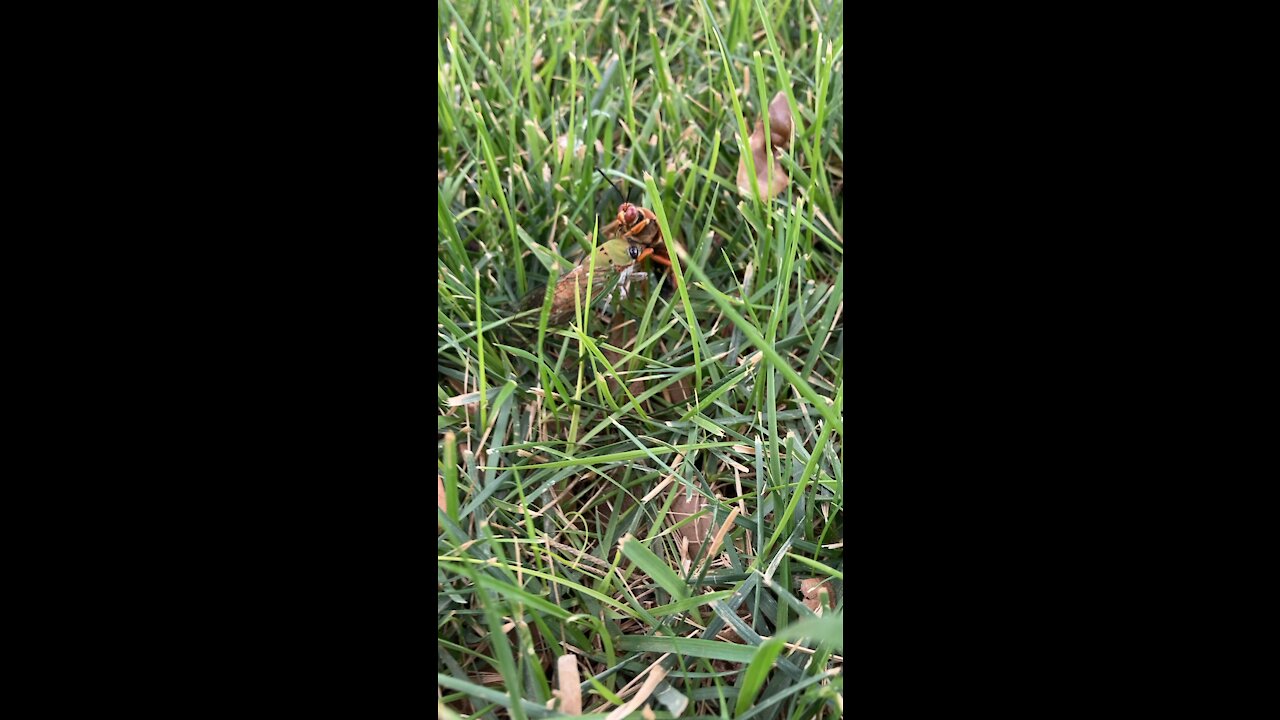 Cicada-killer wasp with prey #1