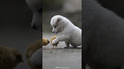 Cute Dog Helping The Birds . Really A Small Heart Of Dog Have A Big Place.