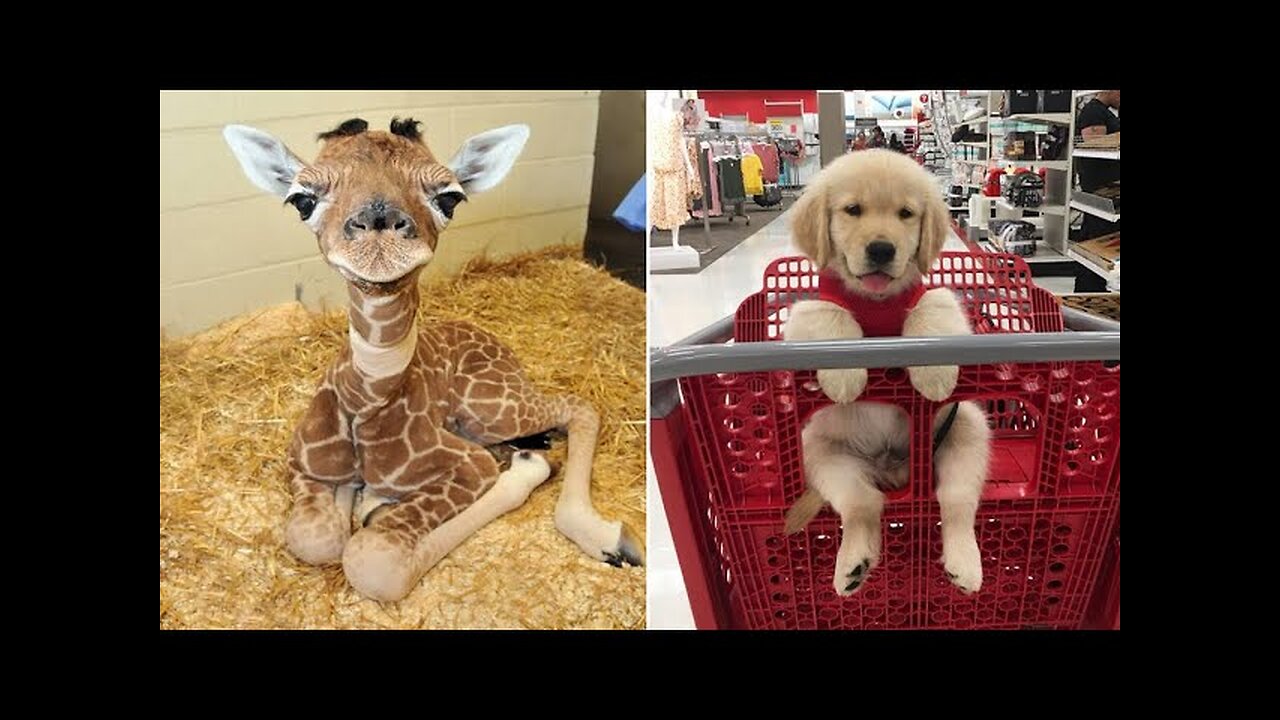 Most entertaining Creatures 2024 😂 Best Amusing Felines and Canines 😻🐶 | Adorable Child Canines