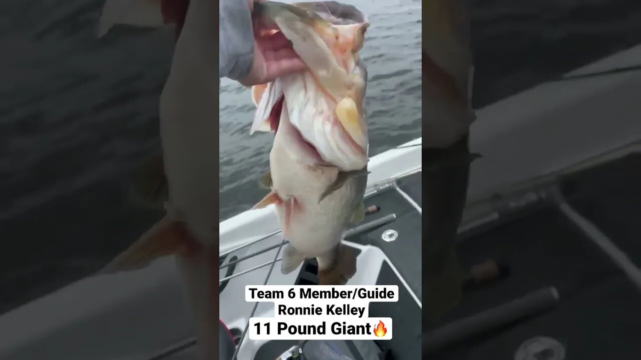 Giant Bass Inhales Jerkbait #shorts