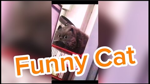 Funny Cat 🐈 😻
