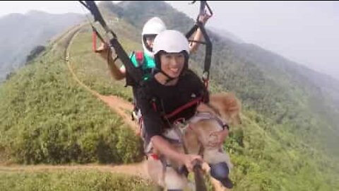 Cachorro faz parapente pela primeira vez!