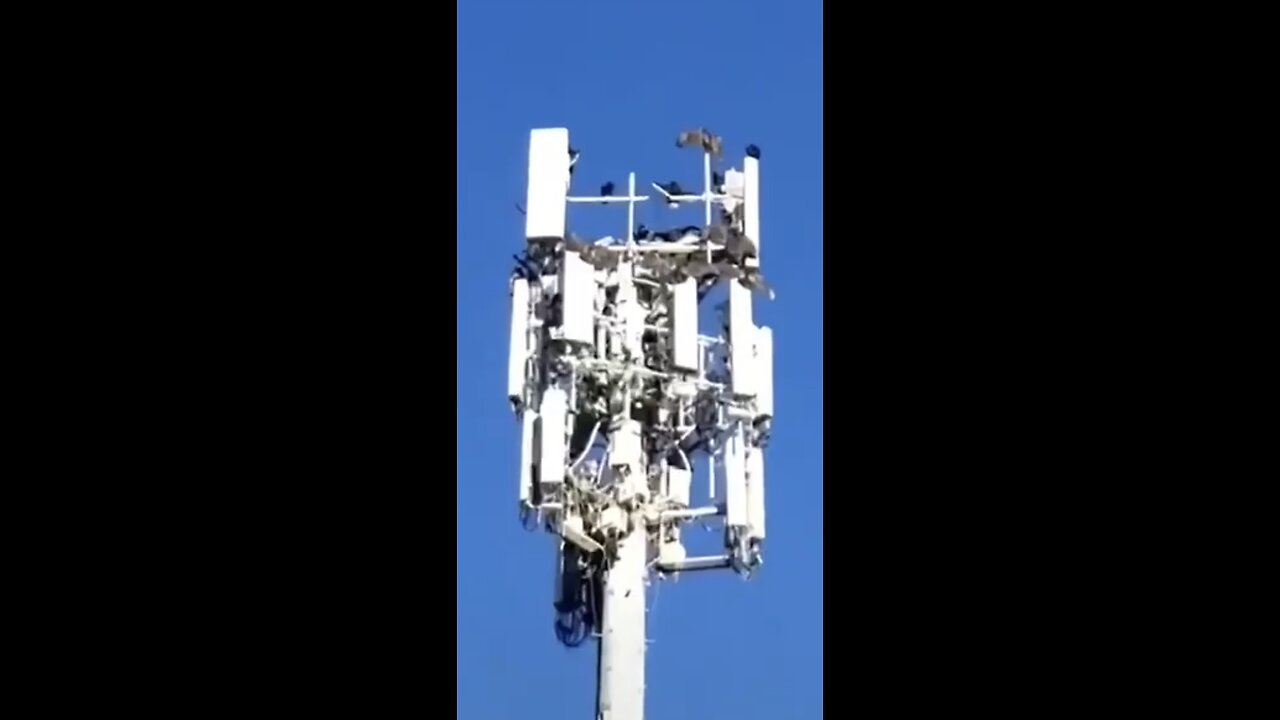 If 5G is so safe why are all these birds dead on the tower?