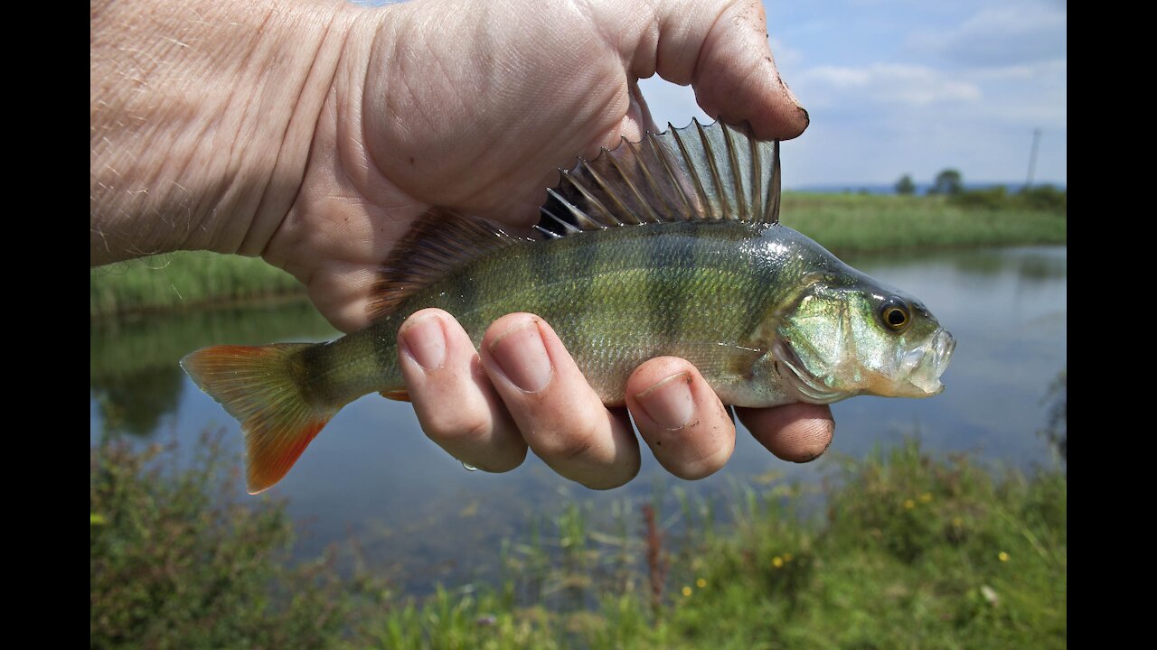 How to catch Bass: the best option