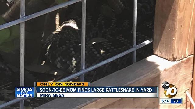 Soon-to-be-mom finds large rattlesnake in Mira Mesa yard