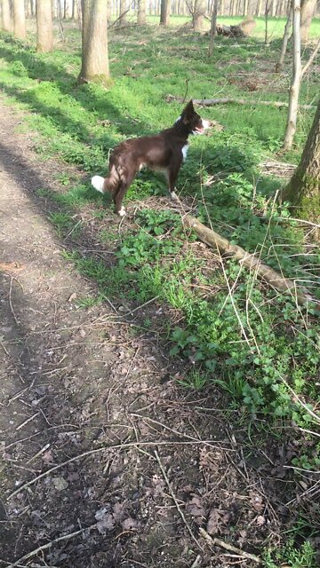 #4 My Border Collie | De Nieuwe Boswachter Van Het Dorp