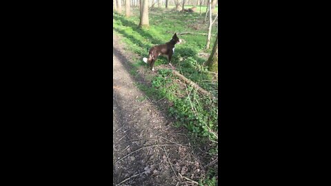 #4 My Border Collie | De Nieuwe Boswachter Van Het Dorp