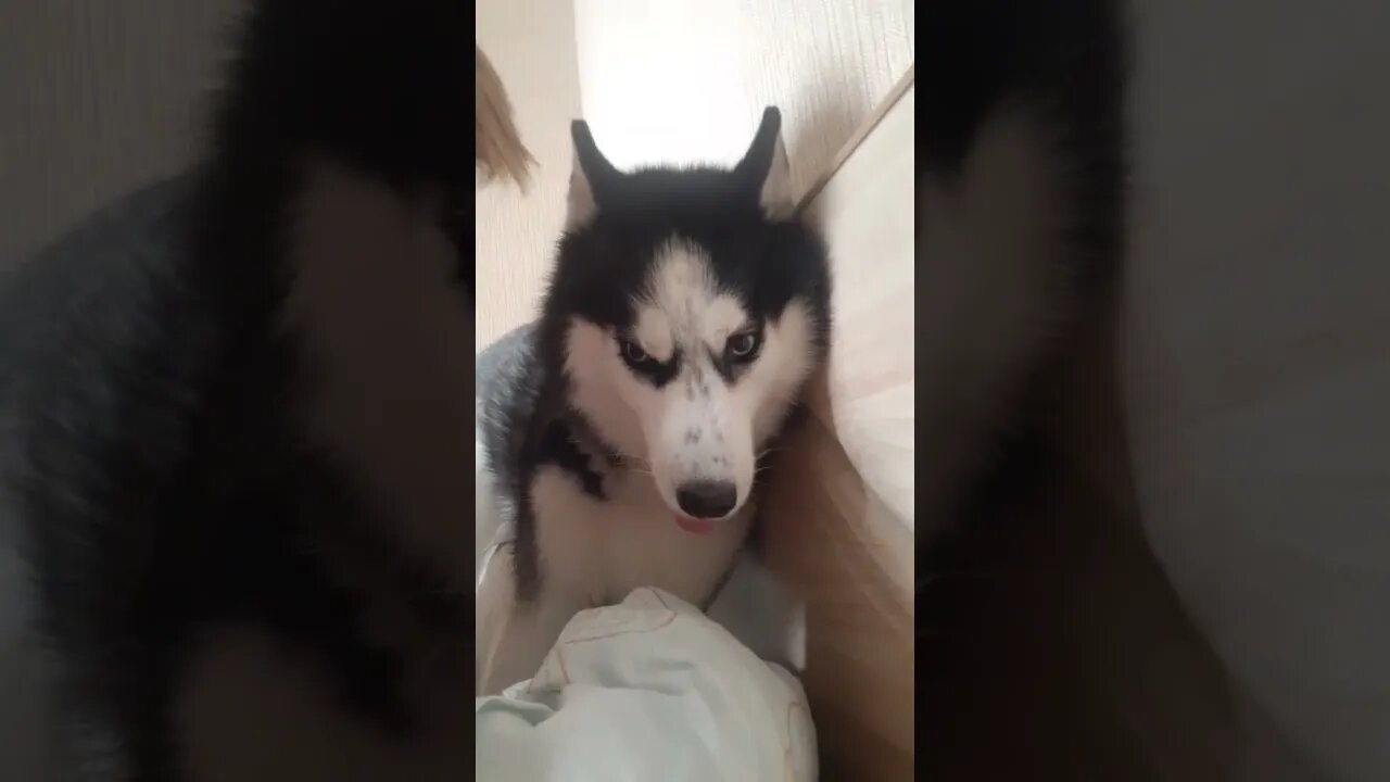 #shorts Смешные Собаки Из Тик Тока 69 Funny Dogs From Tiktok