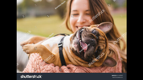 Rotwilert dog