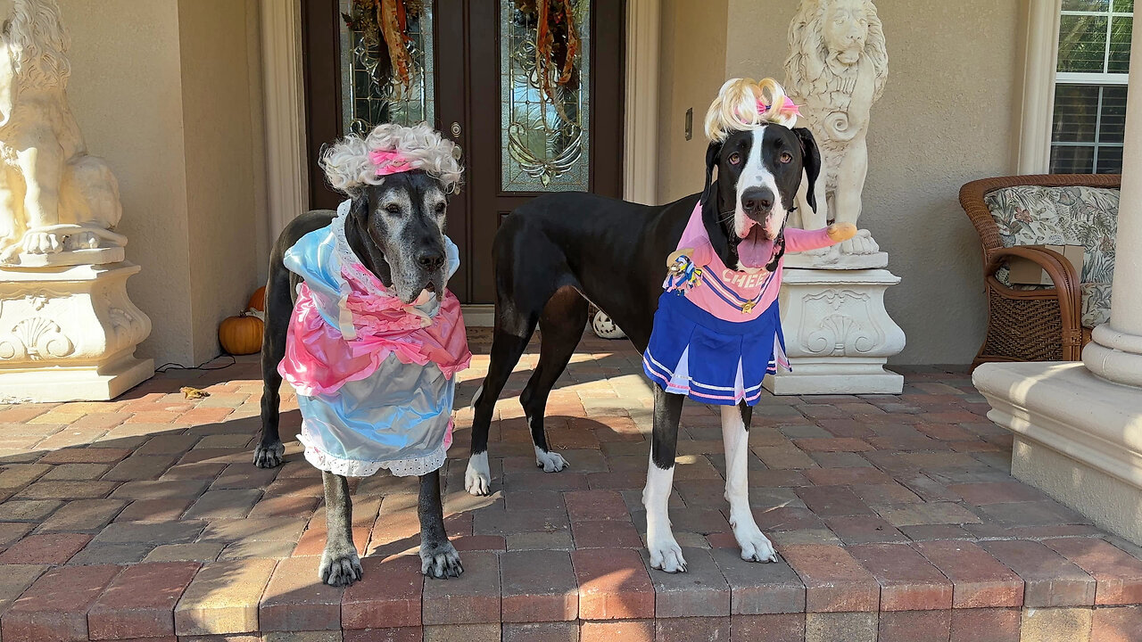 Halloween Great Danes Cheerleader & Marie Antoinette Play & Pose