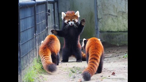 Most Adorable Red Panda - CUTEST Compilation red pand!!!