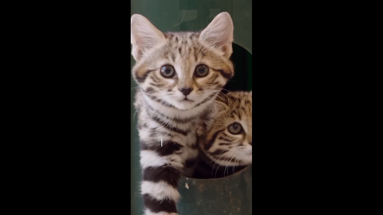 Black footed cats are the rarest wildcat in Africa