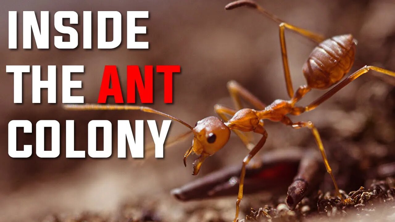 INSIDE THE ANT COLONY | ANTS | INSECTS | FACTS ABOUT ANTS | ANTS LIFE