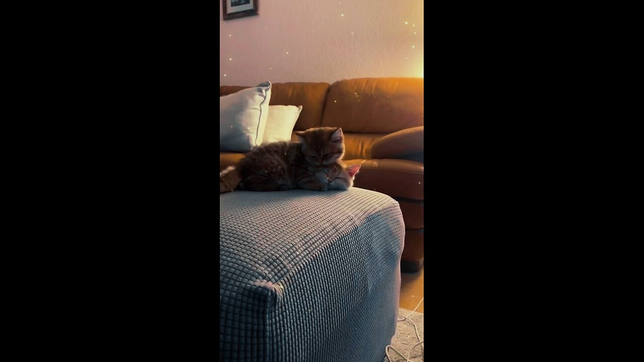 she did what to the kitten?!😳