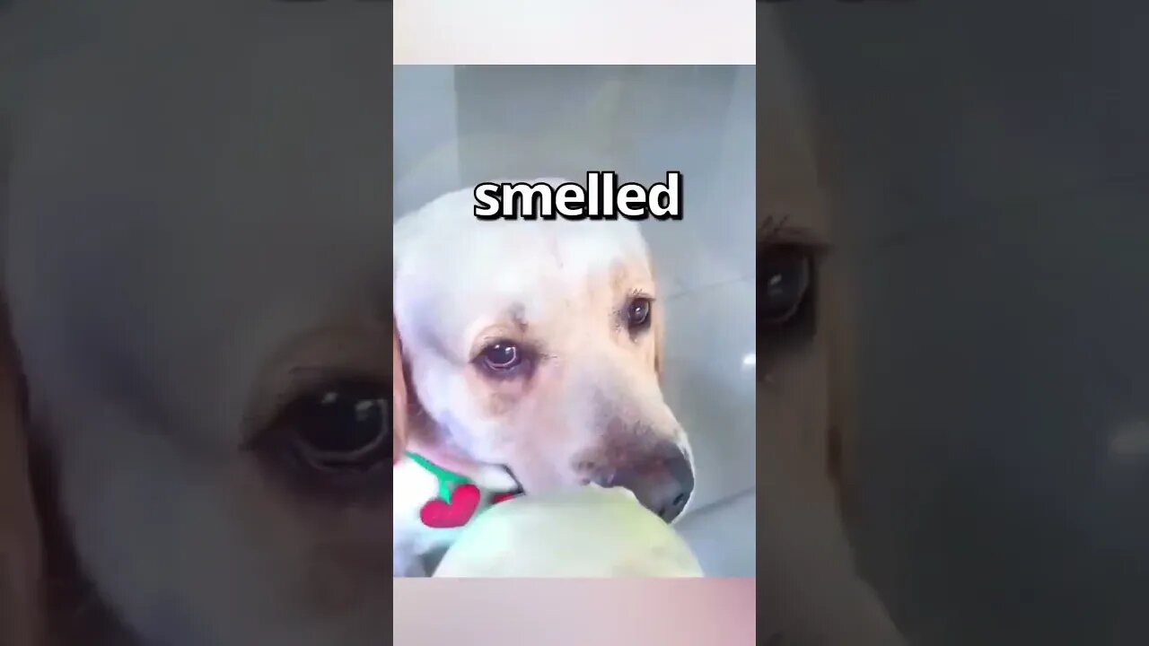 How WOULD YOU REACT to this DOG 🤣 Wholesome Moments1