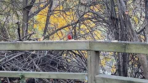 Cardinal male James Gardens Toronto