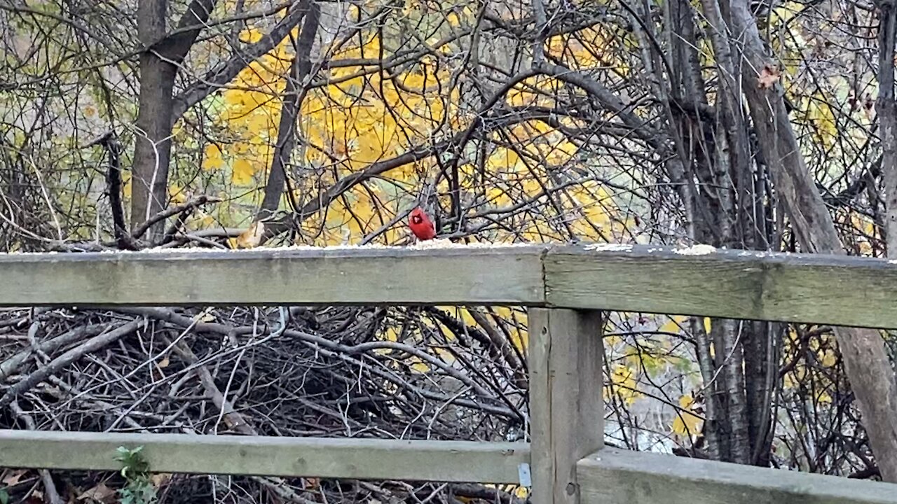 Cardinal male James Gardens Toronto