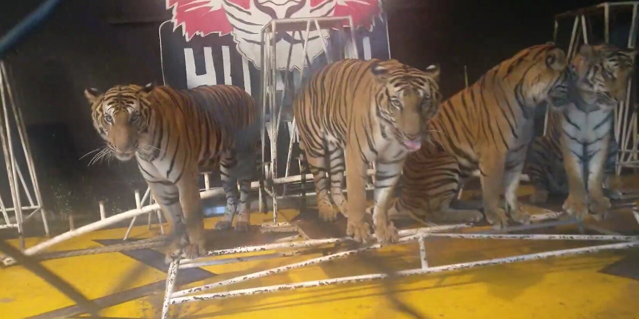 4 Hungry tigers waiting for raw meat