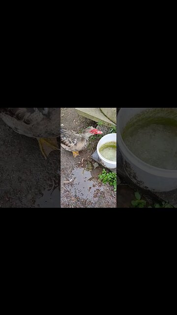 Good Morning my pretty boy