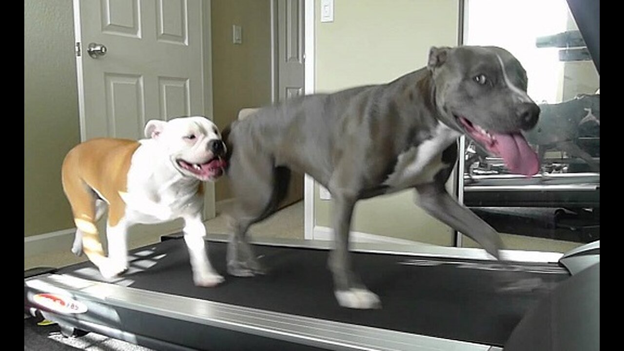 Dogs running in treadmill