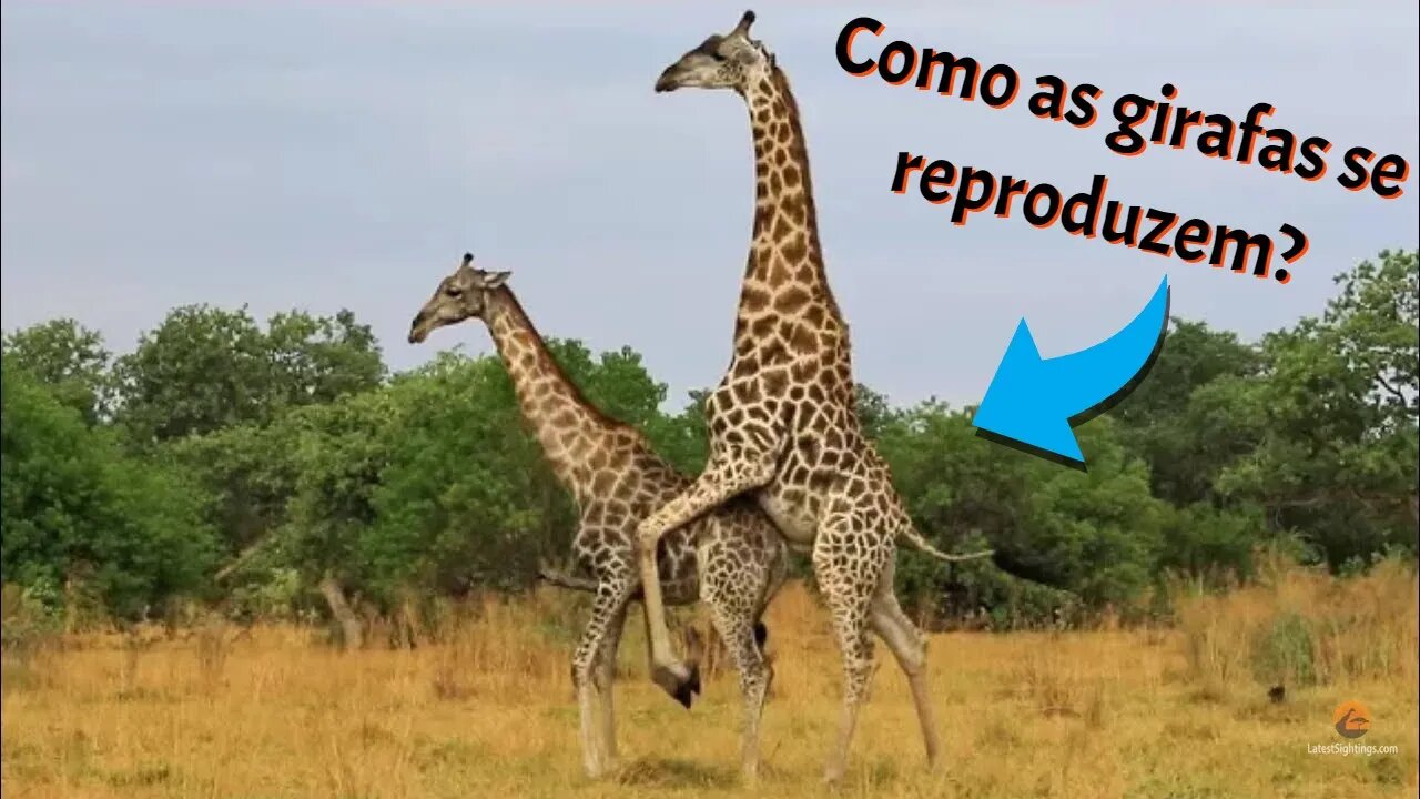 Reprodução das Girafas