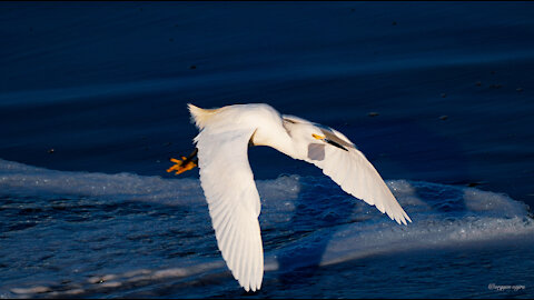 Snowy Egret full flight in slo mo in low light