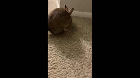 naughty rabbit