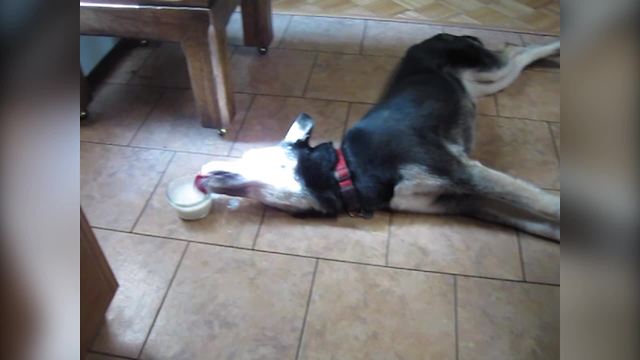 "Lazy Dog Licks Milk From Bowl While Lying Stretched Out"