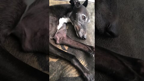 Disabled greyhound too tired to look at camera