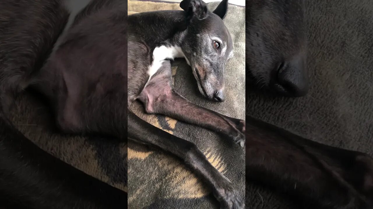 Disabled greyhound too tired to look at camera