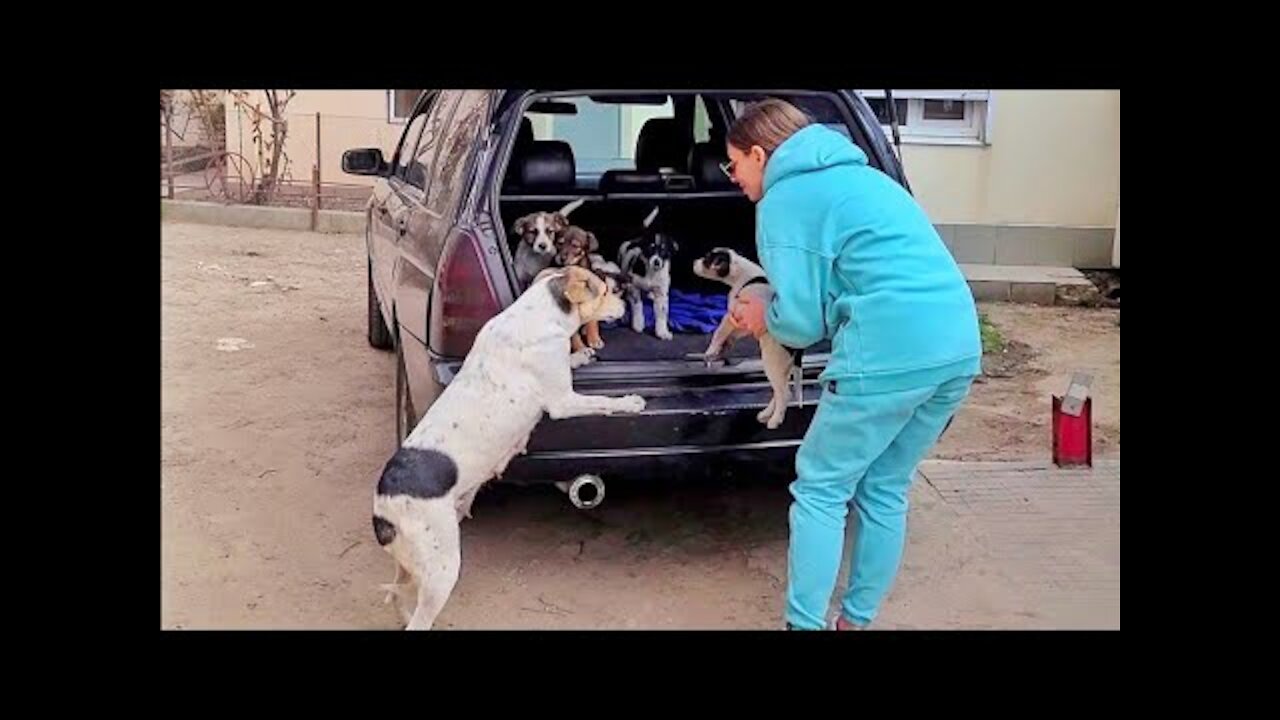 Mama Dog Reunited with her Stolen Puppies... She is Crying from Happiness