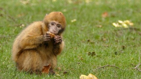 Little Monkey Eating Bread / Funny Animals