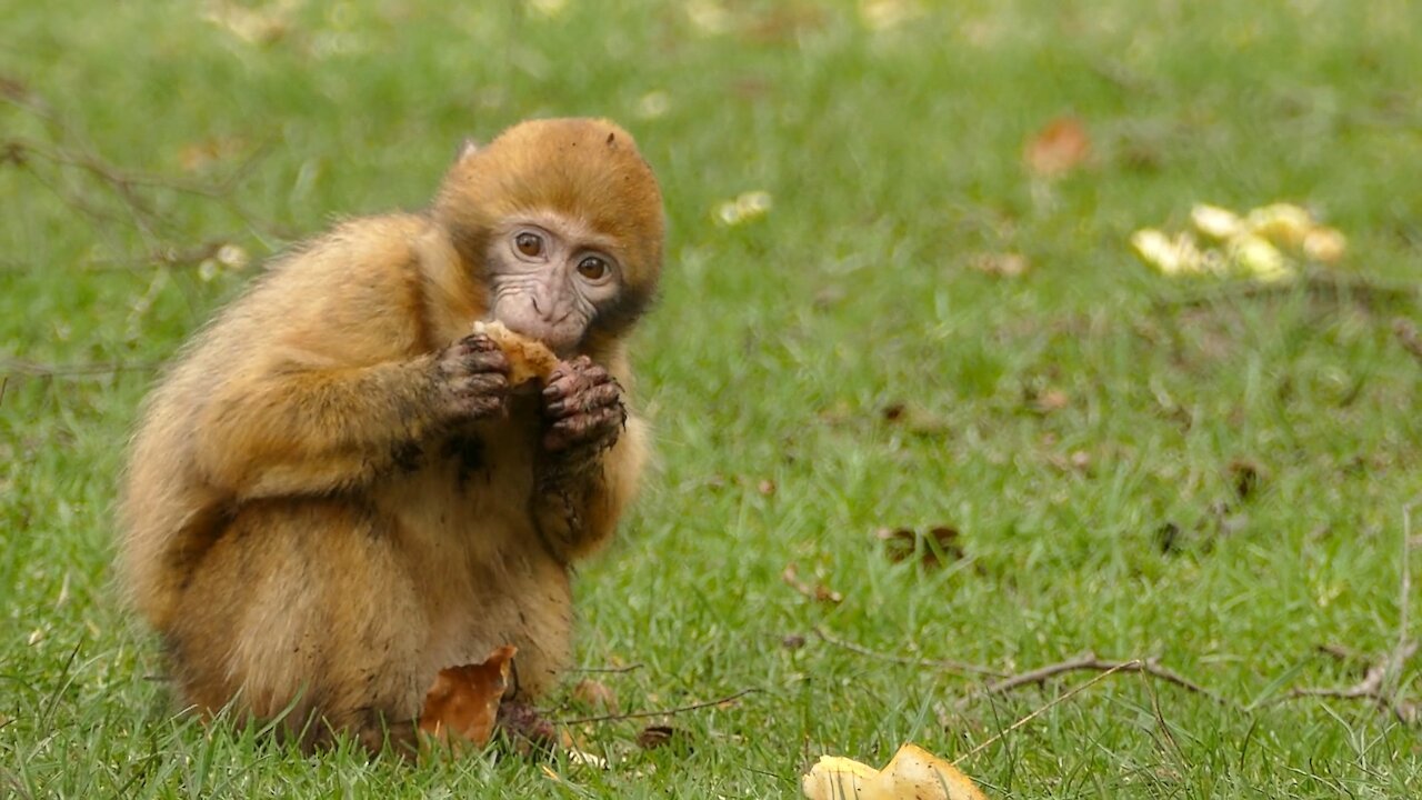 Little Monkey Eating Bread / Funny Animals