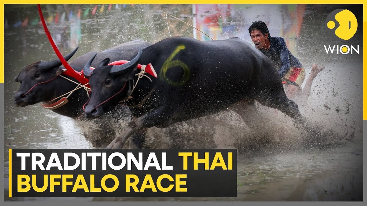 Thai farmers race their water buffaloes | Latest English News | WION | NE