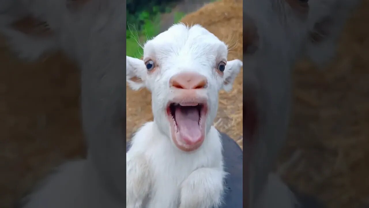 #shorts #viral #animals #petlover #animalsounds #shortsvideo #ytshorts #viralvideo