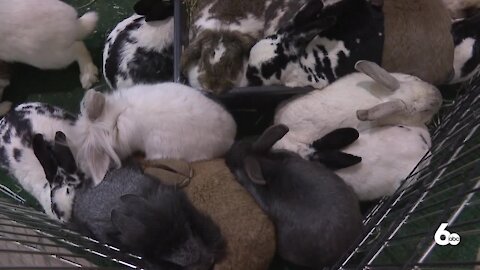 15th Annual Family Pet Expo at Expo Idaho