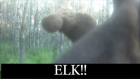 ELK!!!!