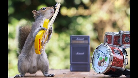 Cool squirrel and beautiful music