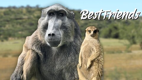 Cindy the Baboon giving Rigby the puppy a life