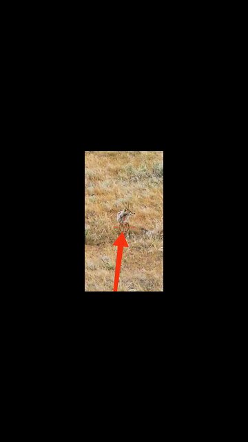 Hunting Coyotes #shorts #dogs #animals #hunter #093